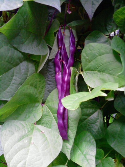 Violet beans