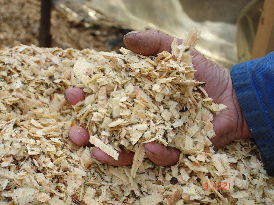 Copeaux de bois en cours de séchage Des copeaux de bois homogènes tenus en main