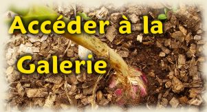 Accéder à la galerie