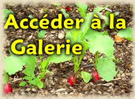 Access to the gallery