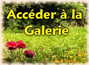 Accéder à la galerie